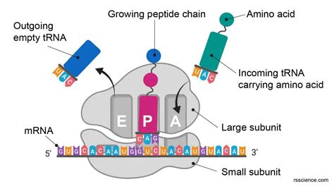 epa site ribosome